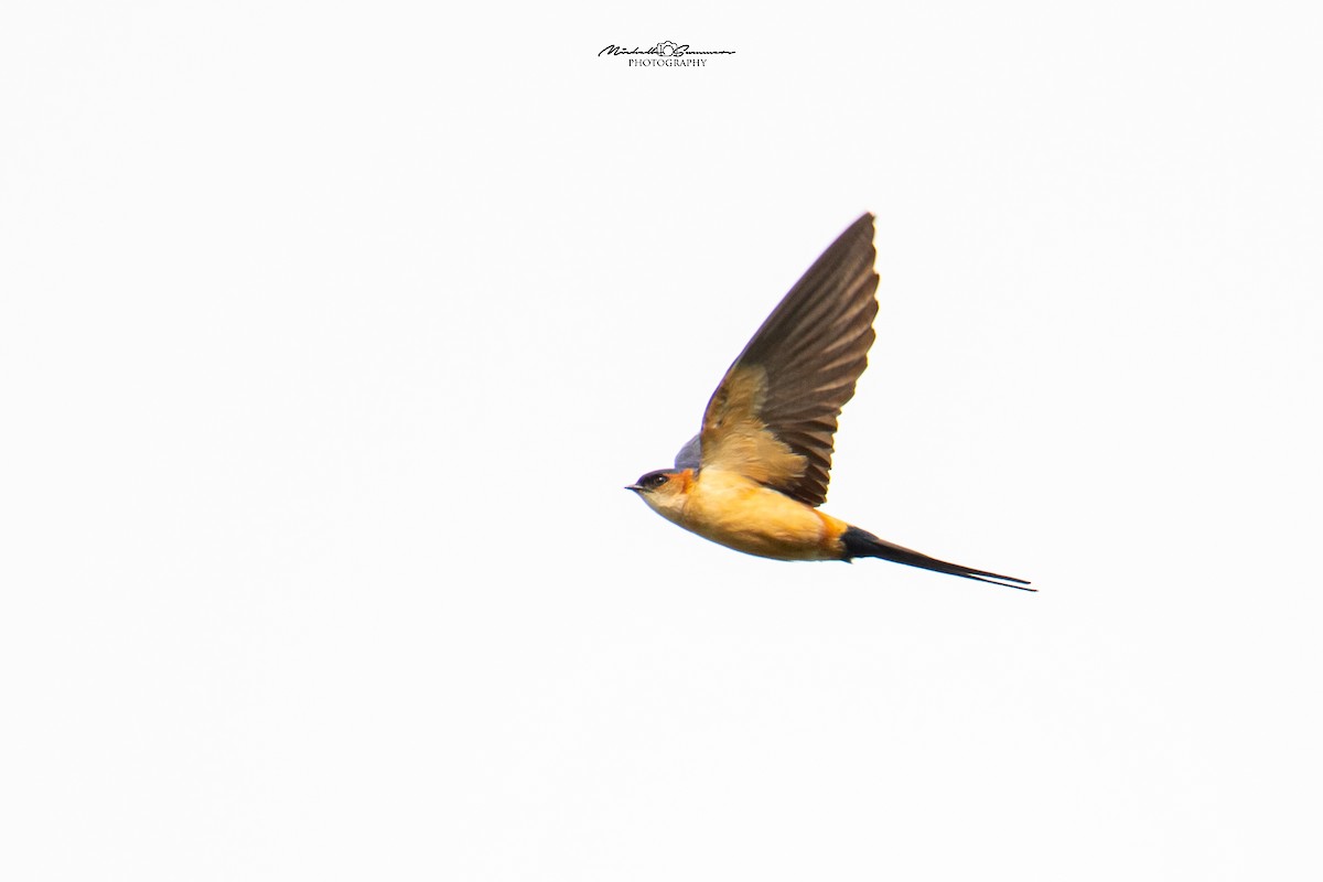 Red-rumped Swallow (Red-rumped) - Michelle Summers