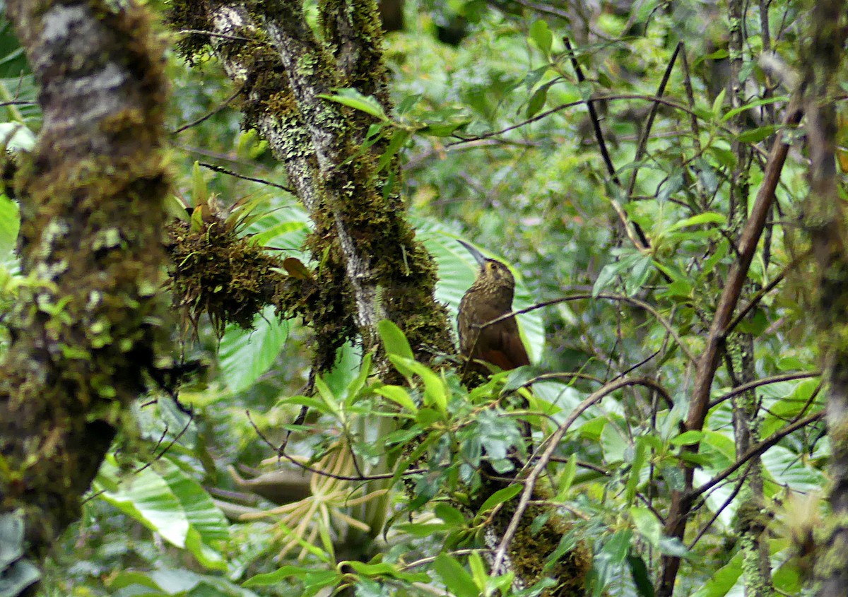 Strong-billed Woodcreeper - ML130194551