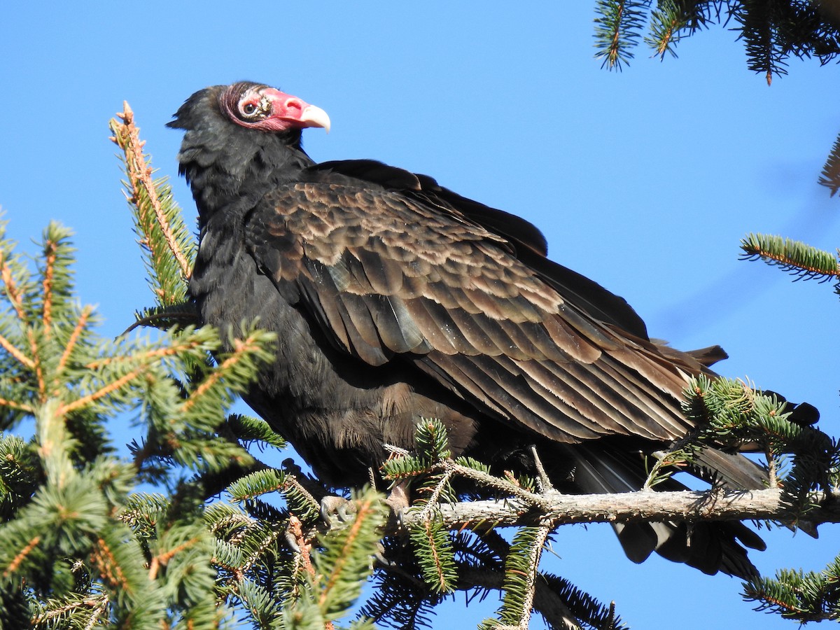 Turkey Vulture - Barbara N. Charlton