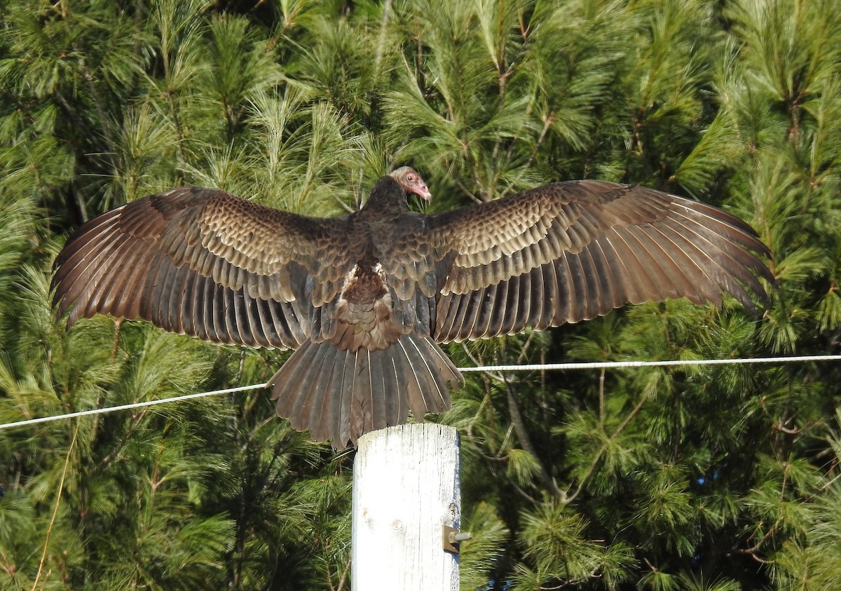 Turkey Vulture - Barbara N. Charlton
