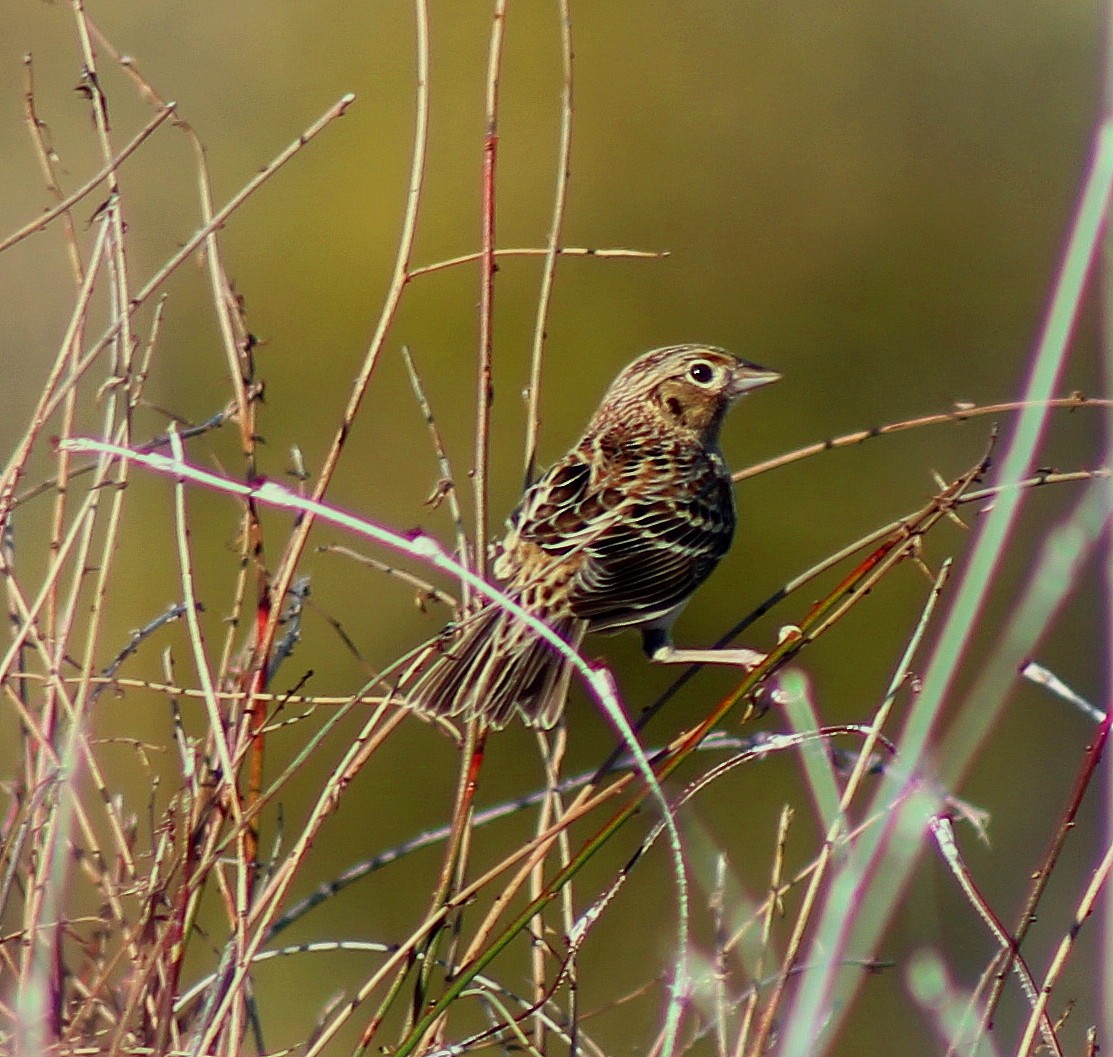 Grasshopper Sparrow - Paul Fenwick