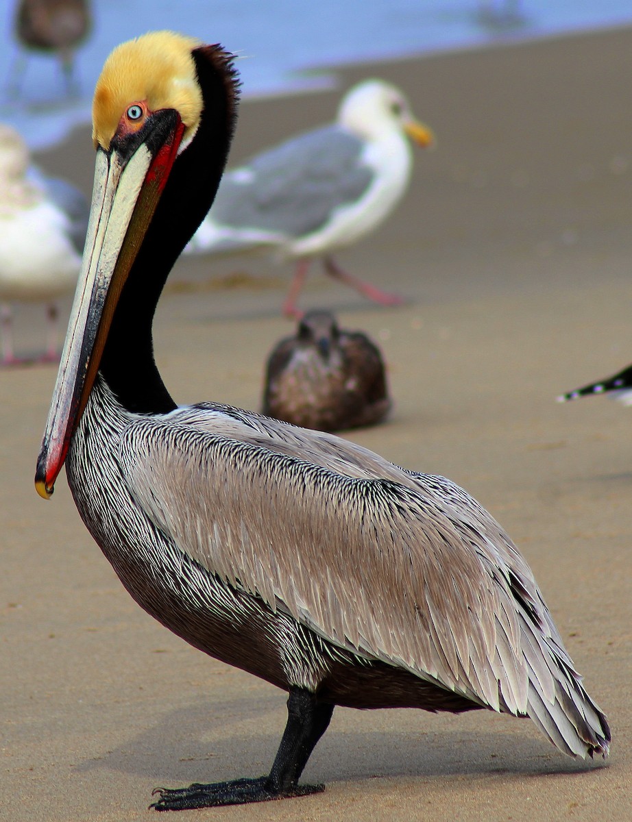 pelikán hnědý - ML130200901