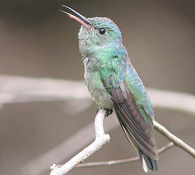 Scaly-breasted Hummingbird - Don Roberson