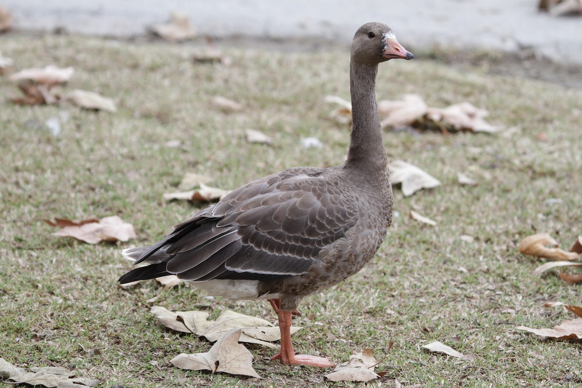 Greater White-fronted Goose - Brad Dawson