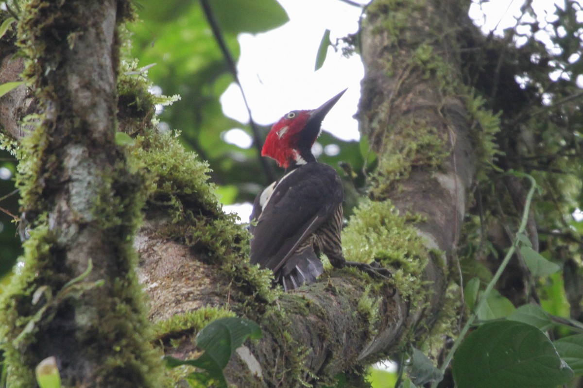 Guayaquil Woodpecker - Brad Dawson