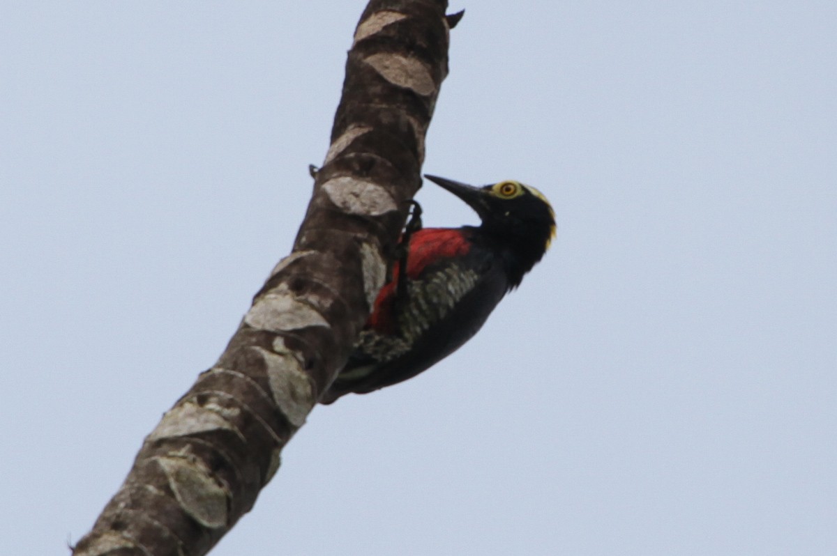 Yellow-tufted Woodpecker - ML130208221