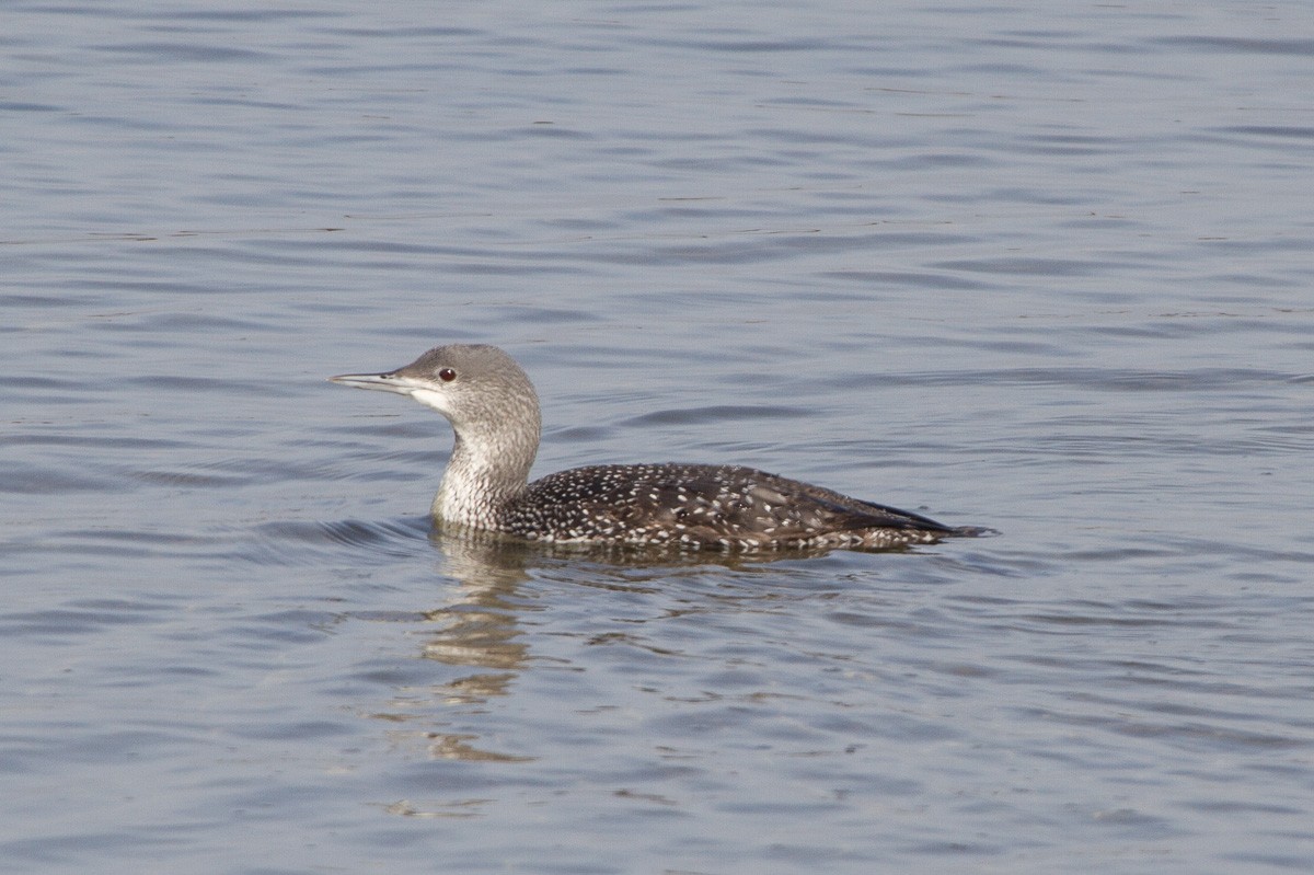 Red-throated Loon - ML130209611