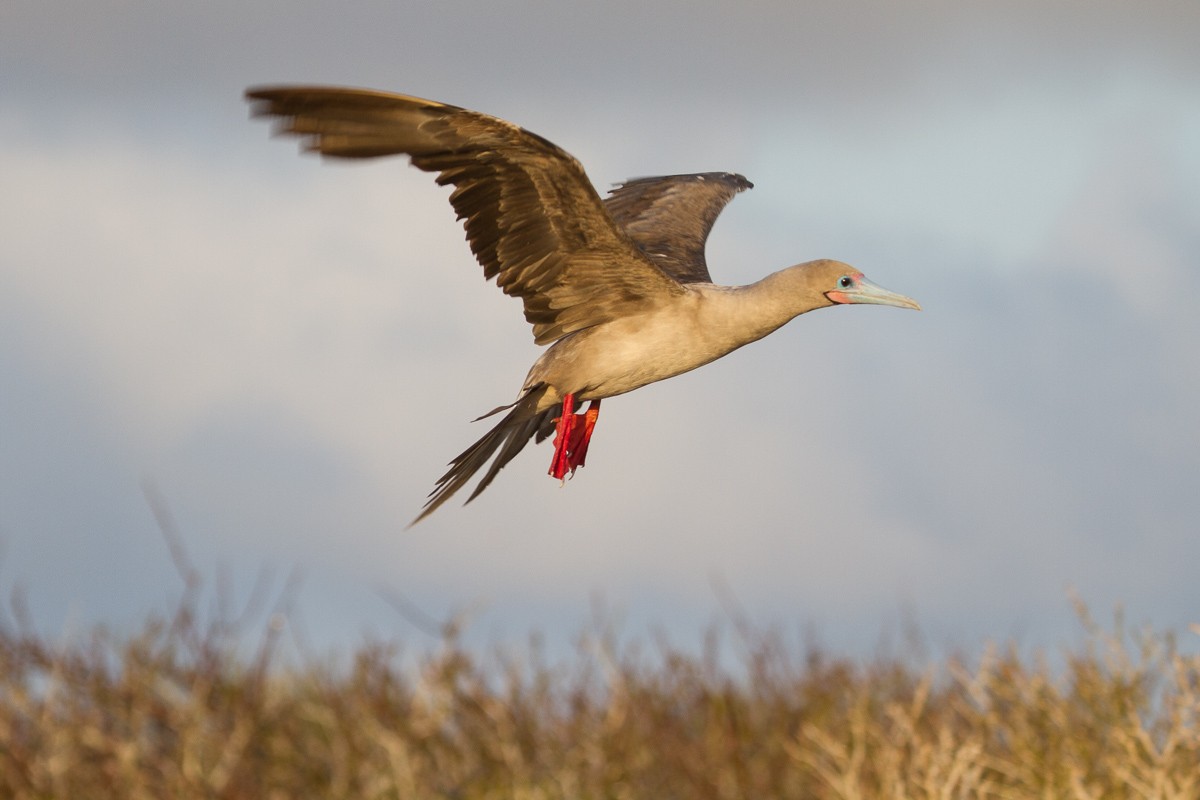 Red-footed Booby - ML130210031
