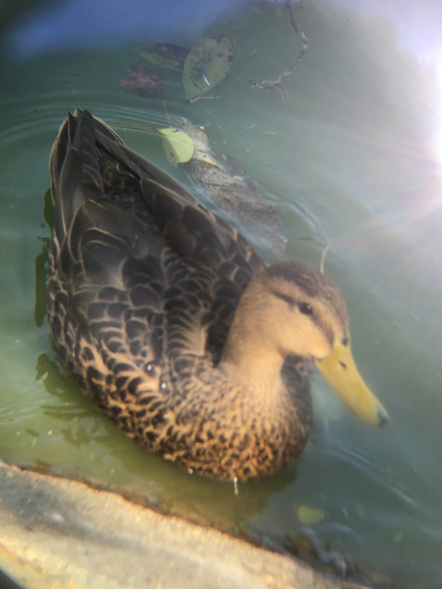 Mexican Duck - ML130210731