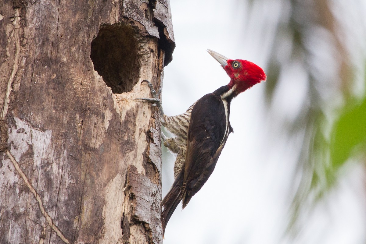 Pale-billed Woodpecker - Brad Dawson