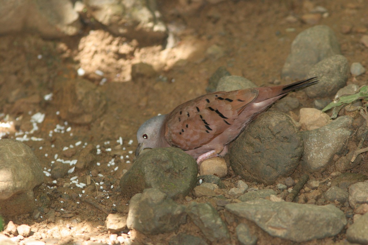Ruddy Ground Dove - ML130212941