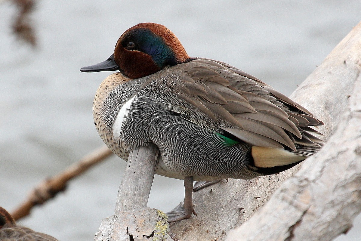 Green-winged Teal - ML130213631