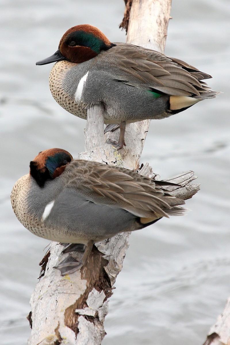Green-winged Teal - ML130213651