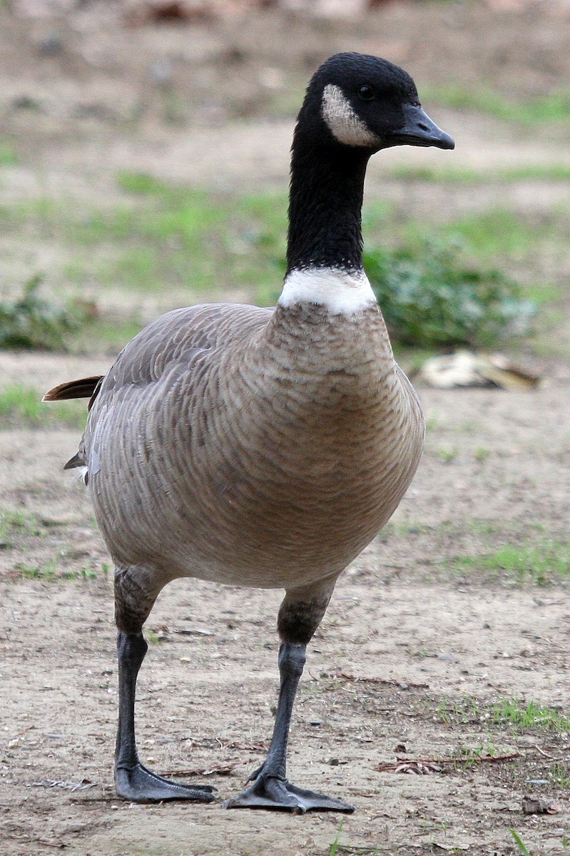 Cackling Goose (Aleutian) - ML130214161
