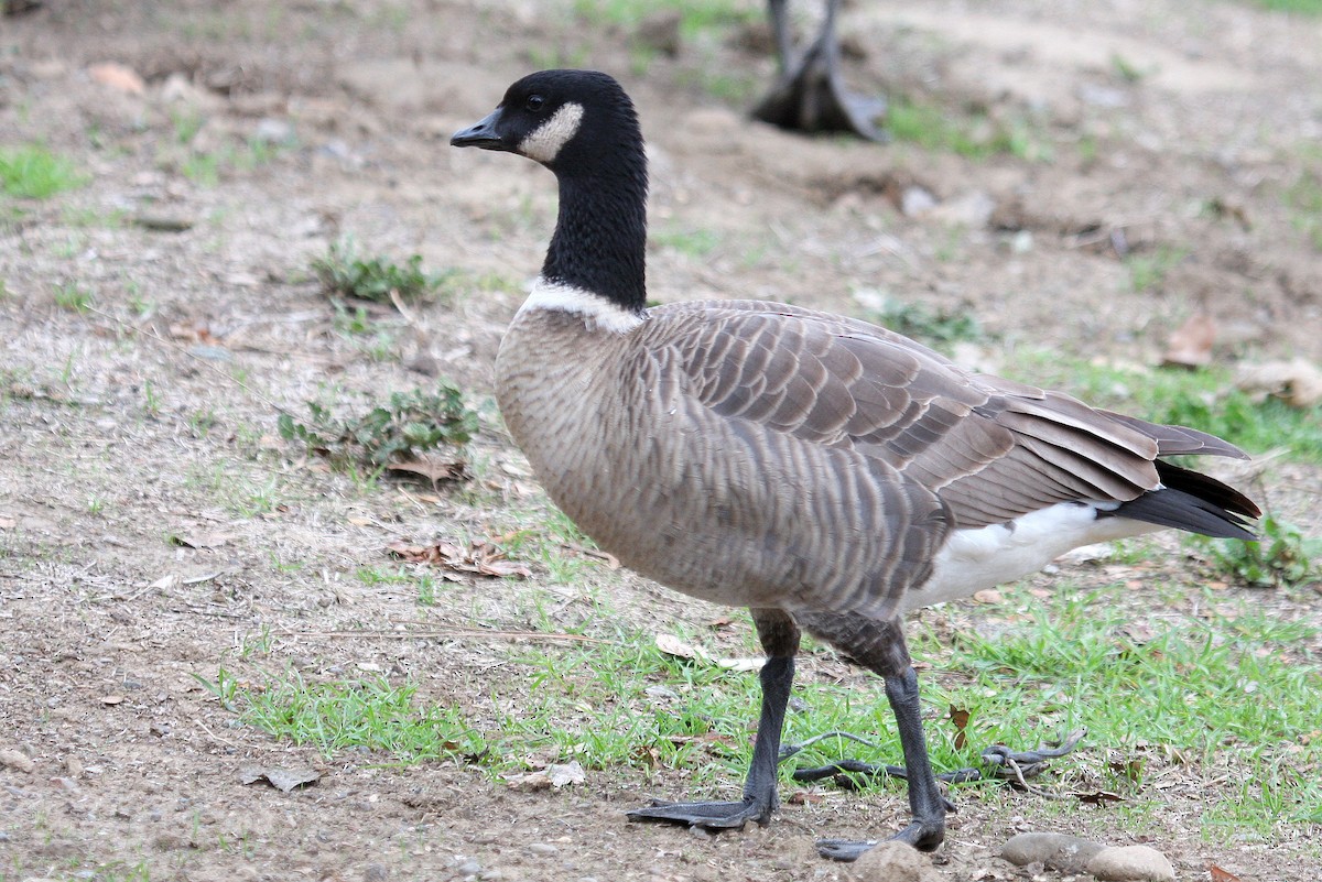 Cackling Goose (Aleutian) - ML130214271