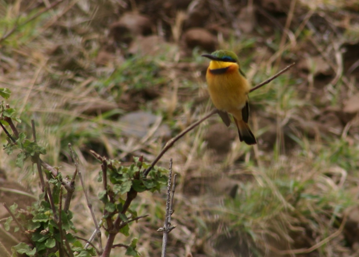 Little Bee-eater - Richard Kaskan