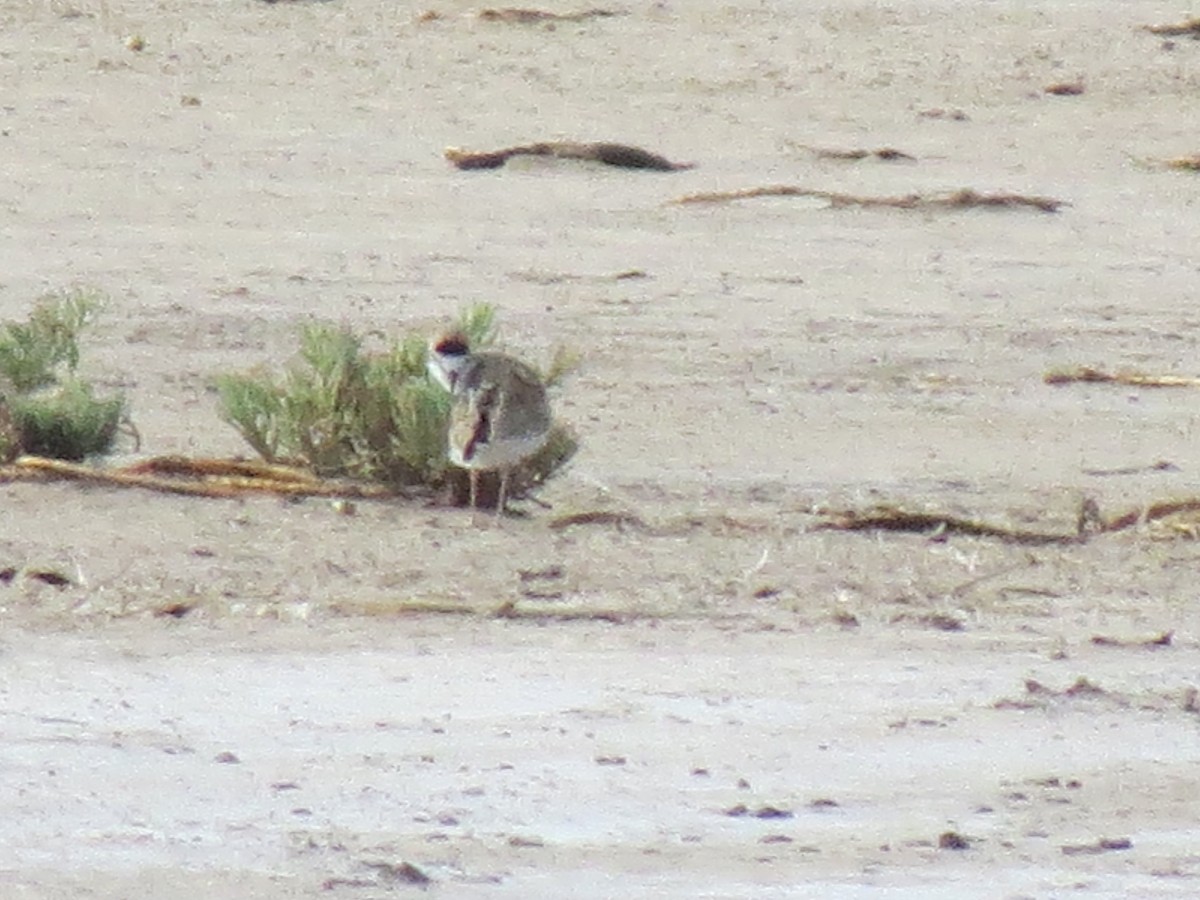 Collared Plover - ML130219891
