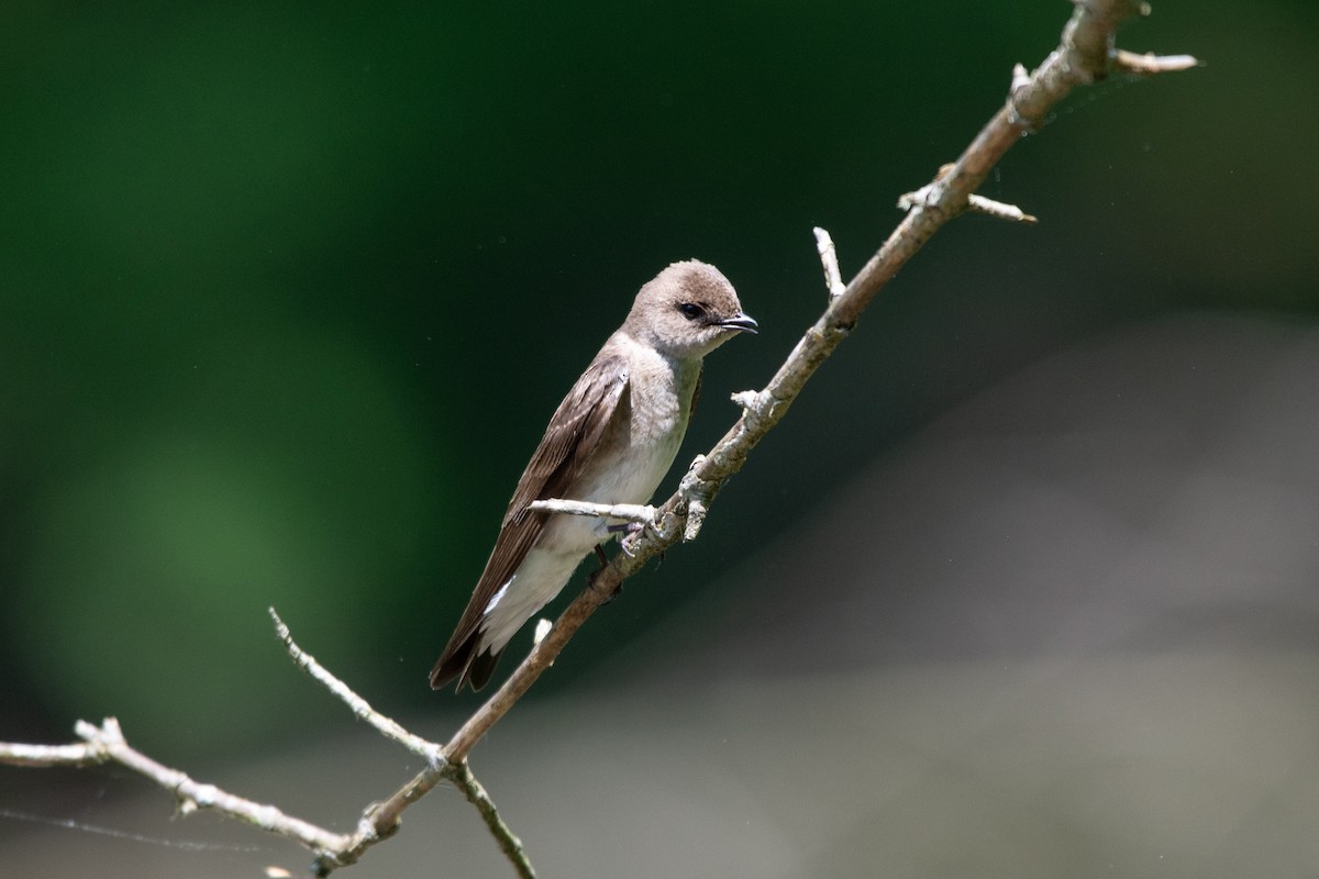 Northern Rough-winged Swallow - Austin Jennings