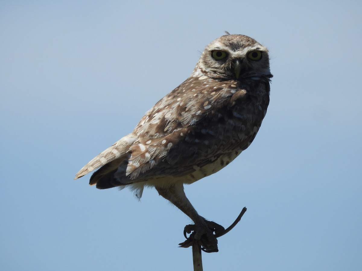 Burrowing Owl - ML130229131