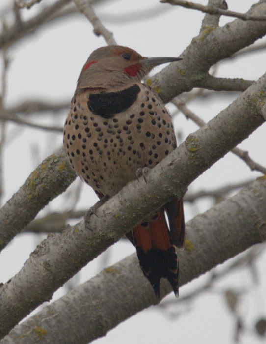 Northern Flicker (Yellow-shafted x Red-shafted) - Gary Mele
