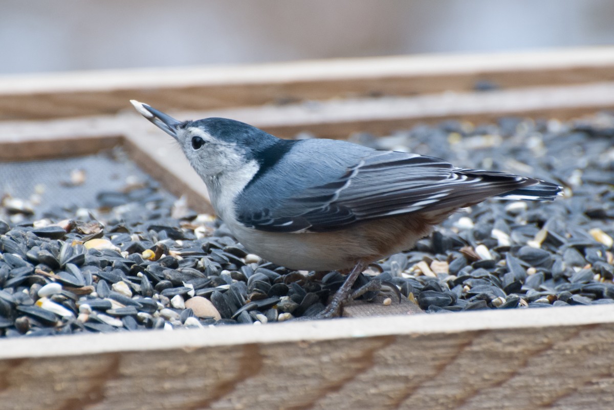 White-breasted Nuthatch - ML130234011