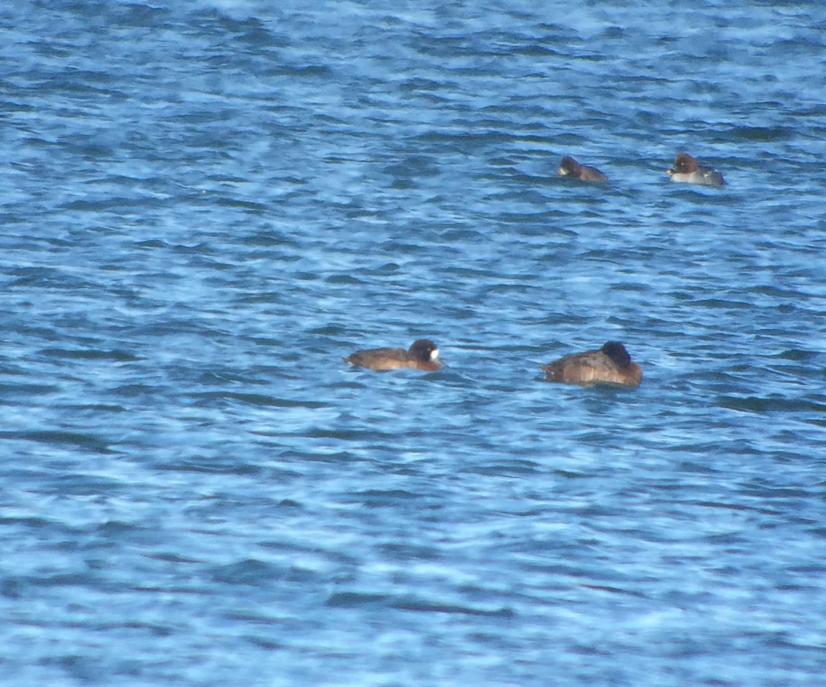 Greater Scaup - ML130234961