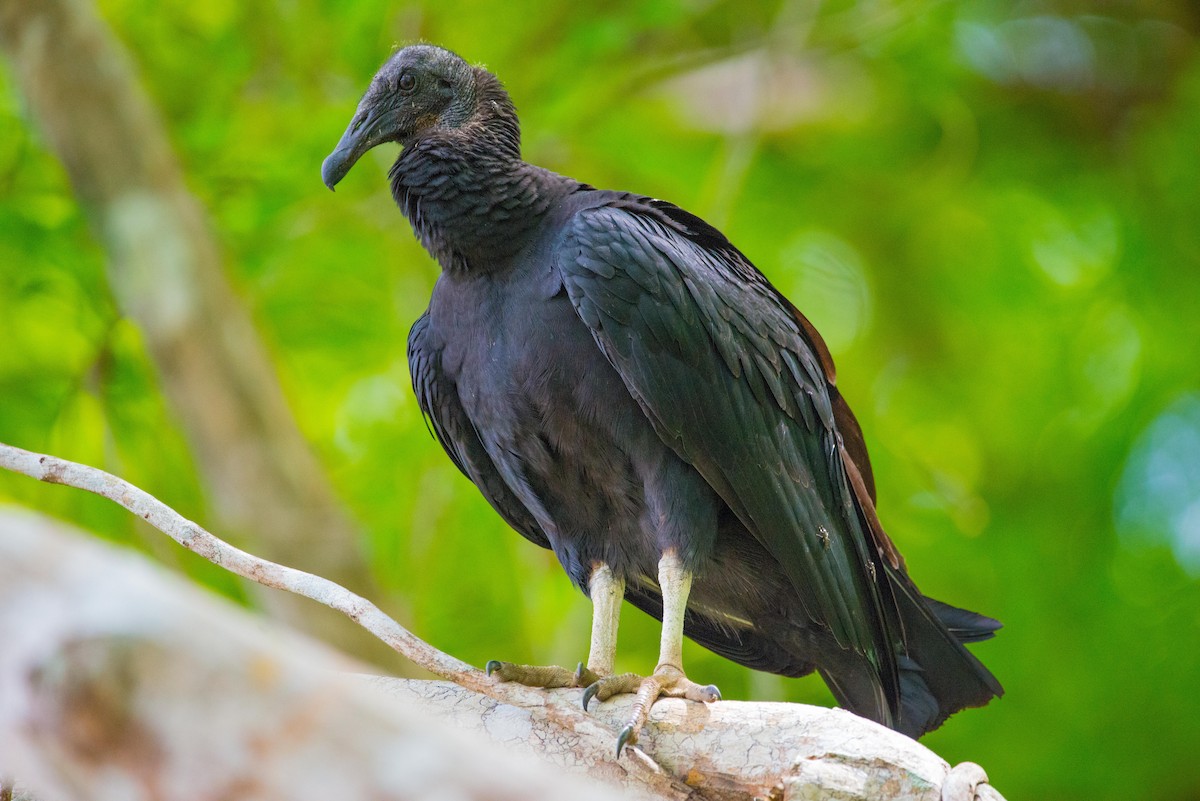 Black Vulture - ML130235041