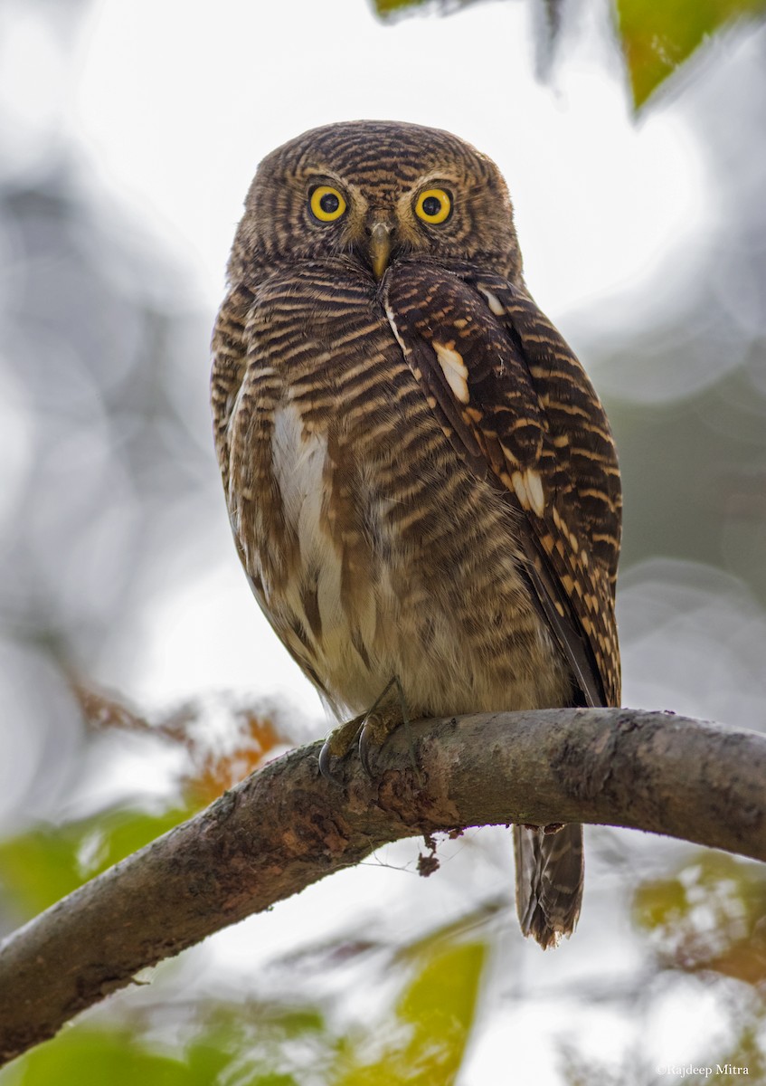 Asian Barred Owlet - Rajdeep Mitra