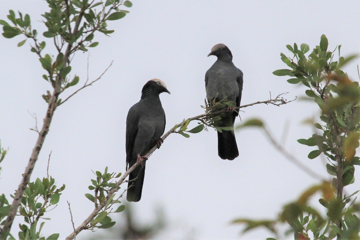 White-crowned Pigeon - ML130235991