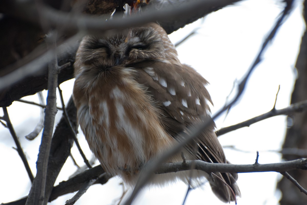 Northern Saw-whet Owl - Keith Bowers