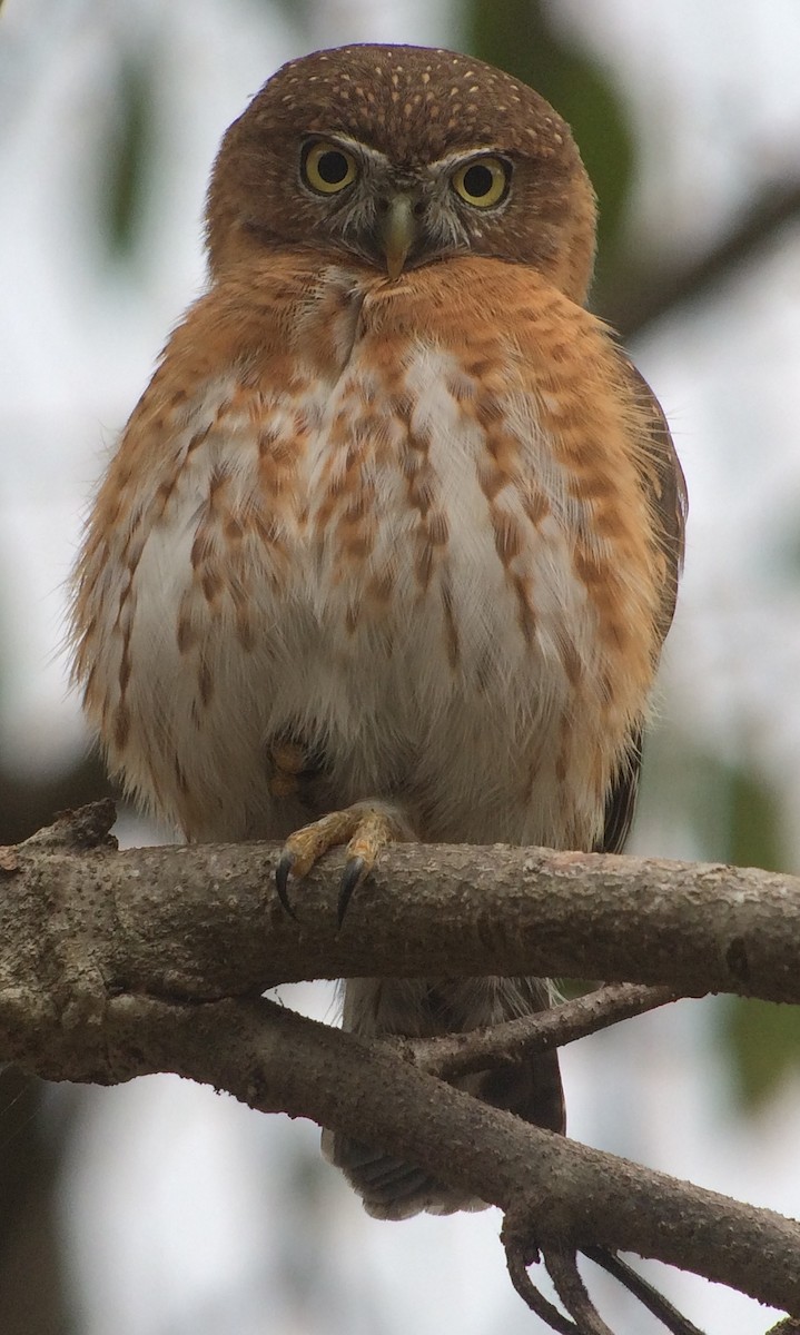 Cuban Pygmy-Owl - ML130237091