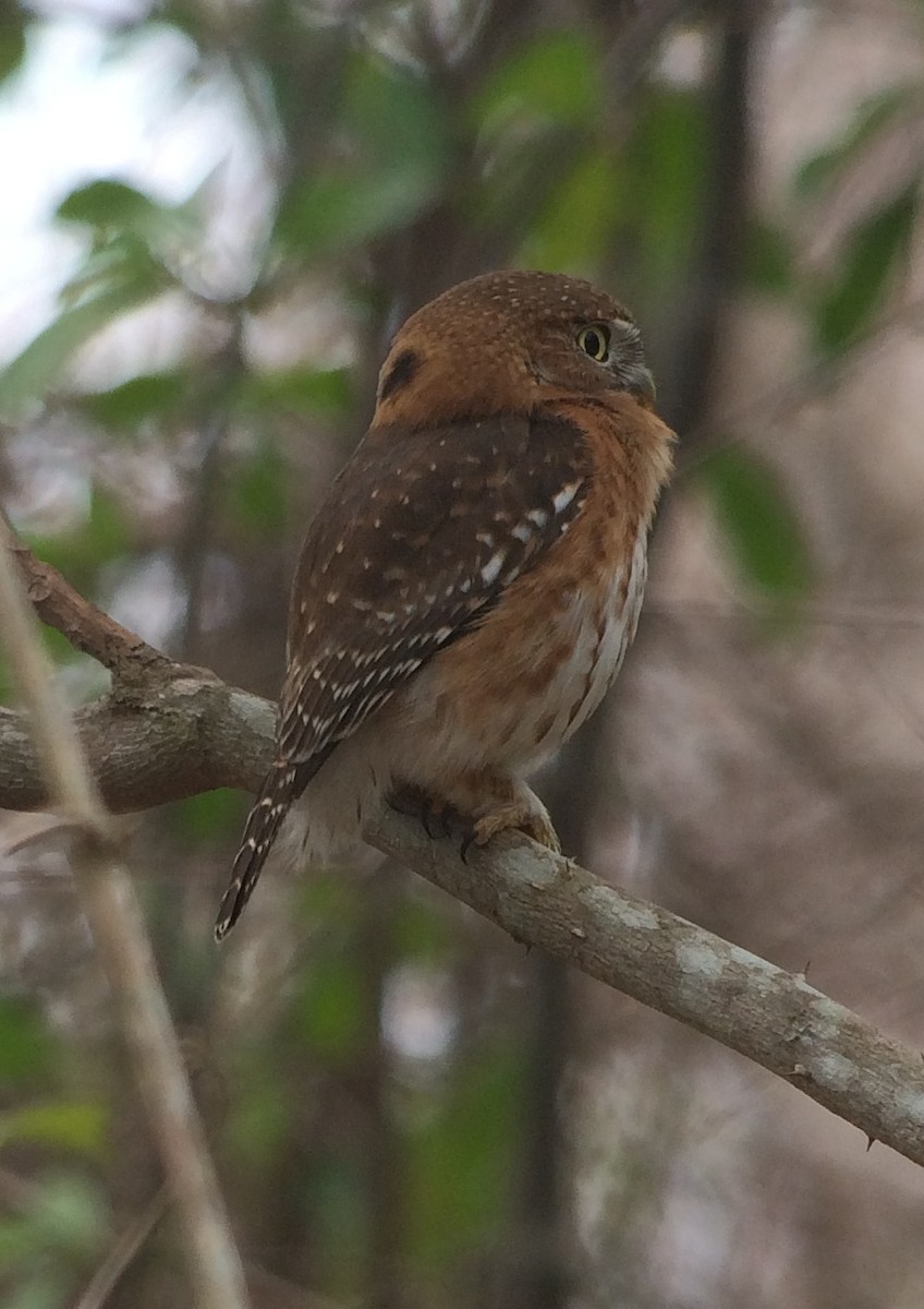 Cuban Pygmy-Owl - ML130237101
