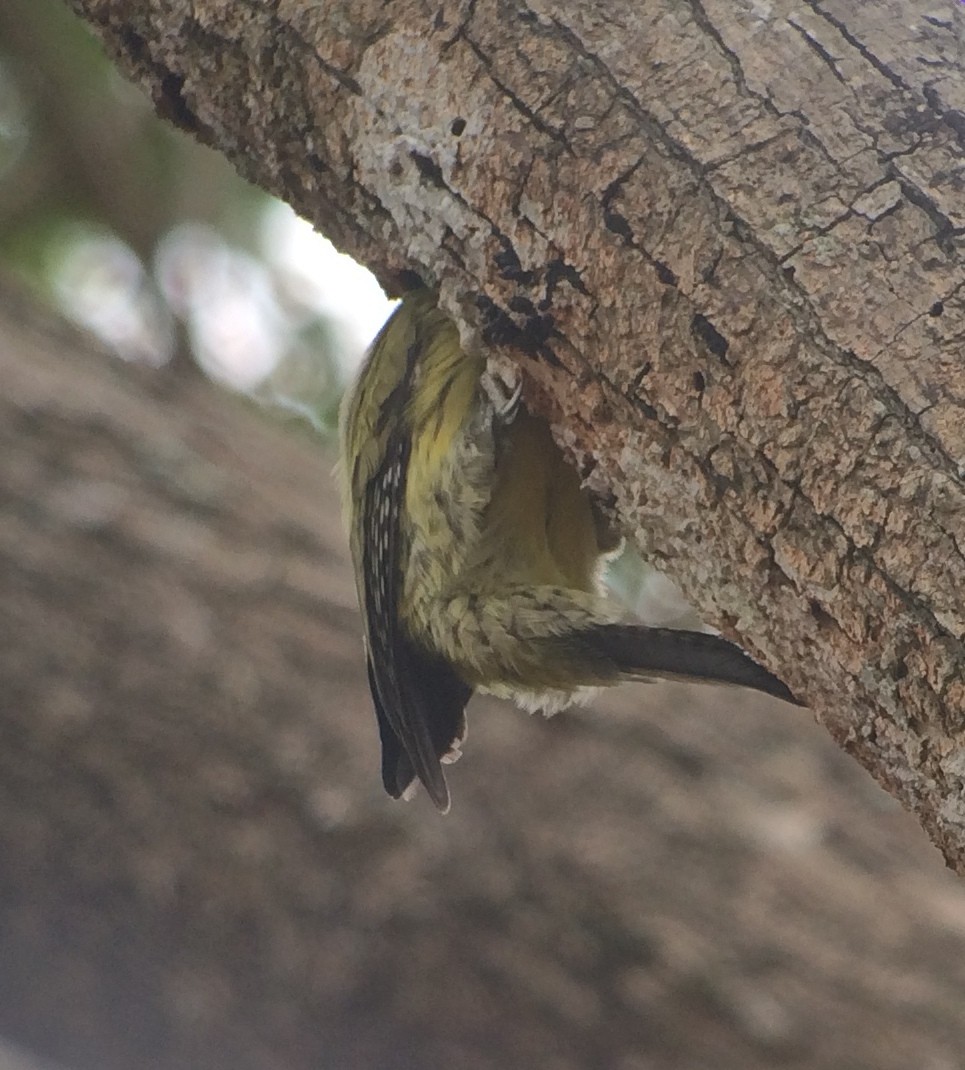 Cuban Green Woodpecker - ML130237111