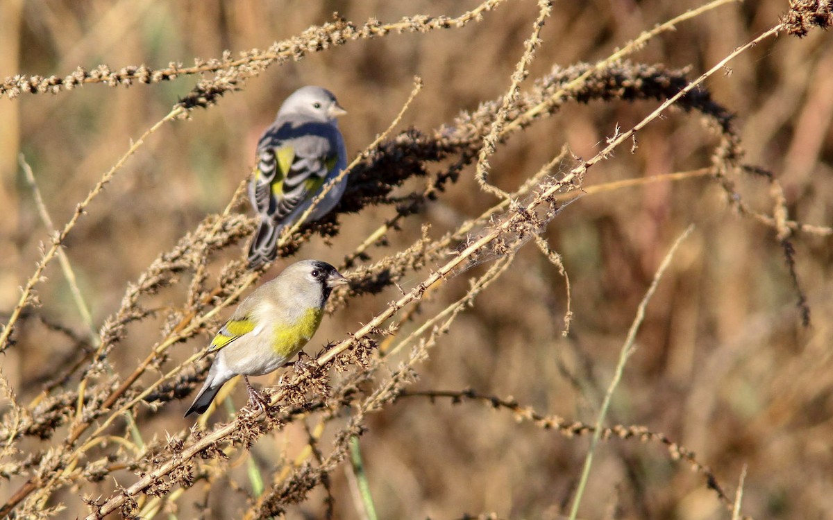 Lawrence's Goldfinch - ML130244101