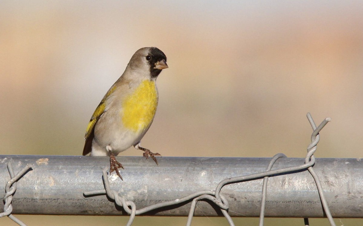 Lawrence's Goldfinch - ML130244111