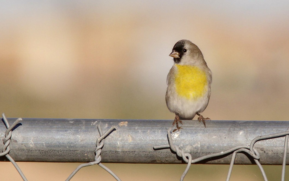 Lawrence's Goldfinch - ML130244121