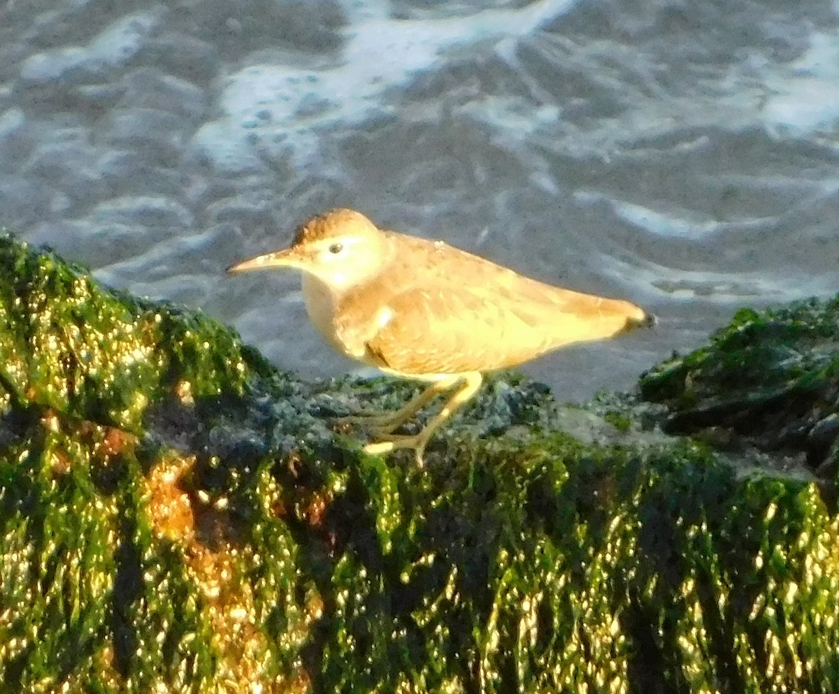 Spotted Sandpiper - Eric Hough