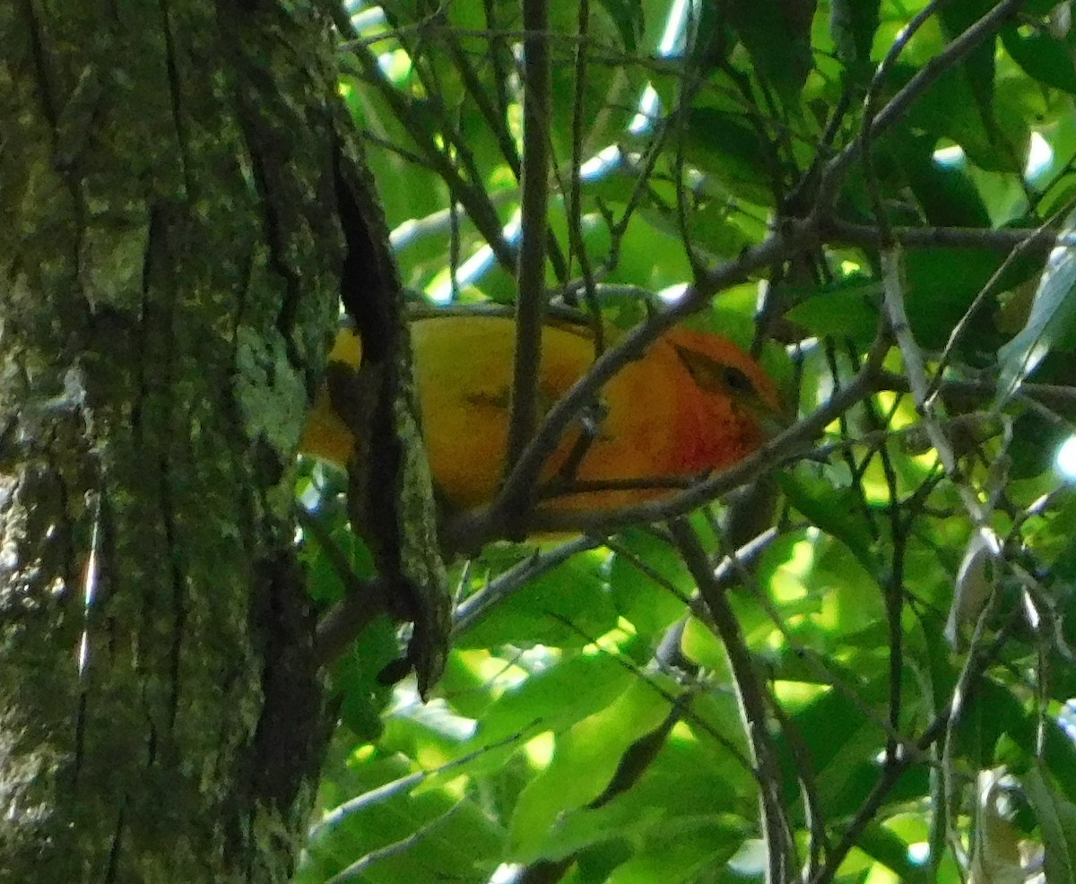 Flame-colored Tanager - ML130249251