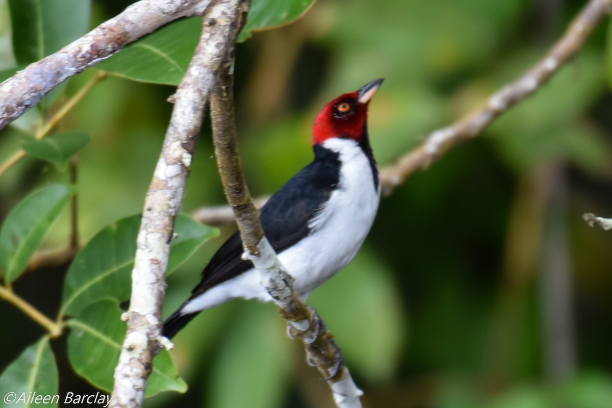 Red-capped Cardinal - ML130249881