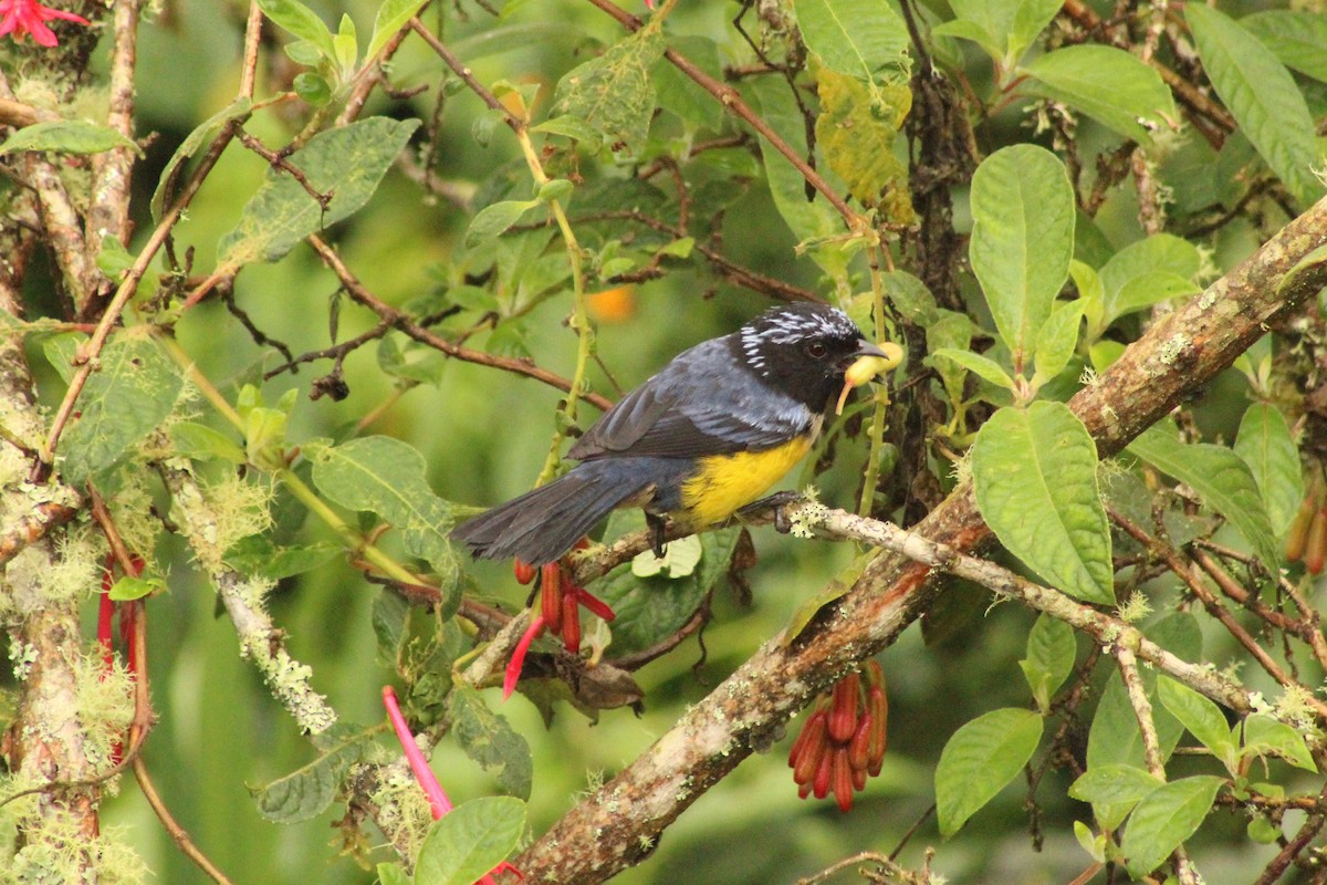 Buff-breasted Mountain Tanager - ML130253251