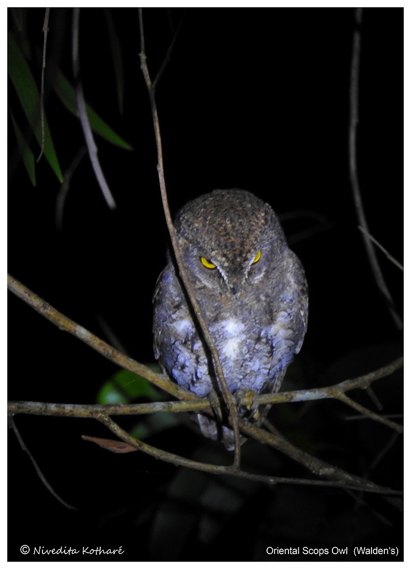 Oriental Scops-Owl (Walden's) - Nivedita Kotharé