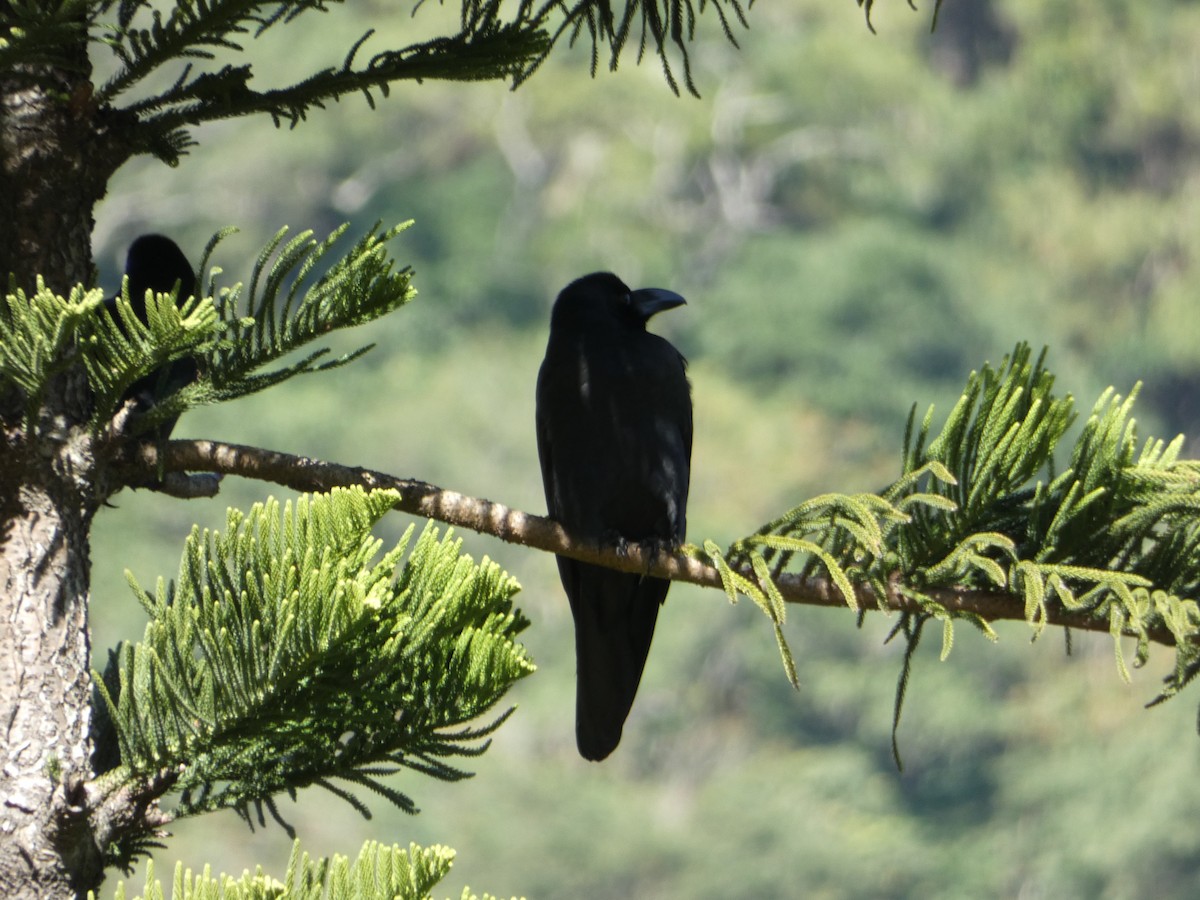 Large-billed Crow - ML130253951