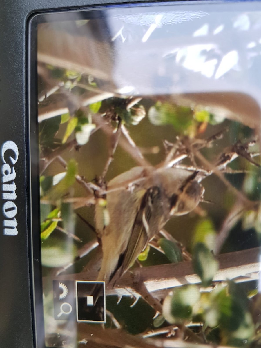Hume's Warbler - ML130254111