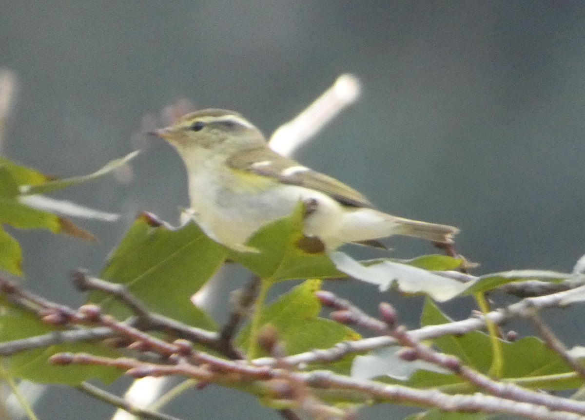 Yellow-browed Warbler - ML130254151