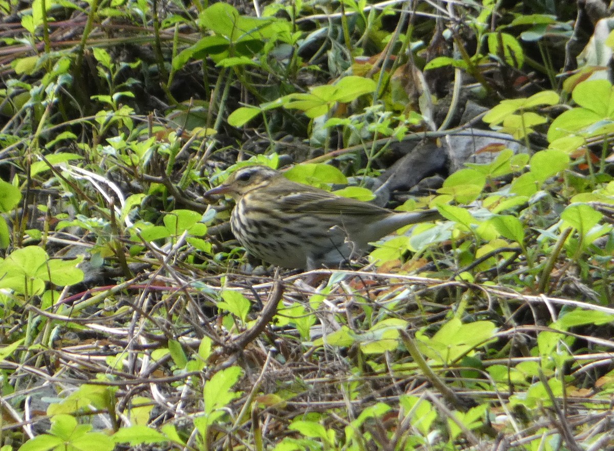 Olive-backed Pipit - ML130254631