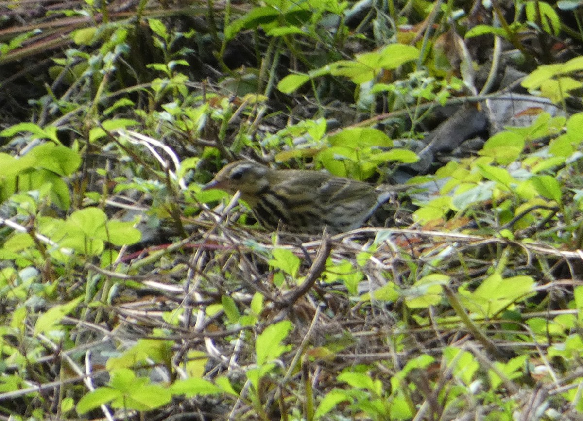 Olive-backed Pipit - ML130254641