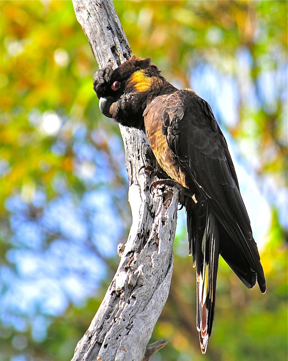 Yellow-tailed Black-Cockatoo - ML130255631