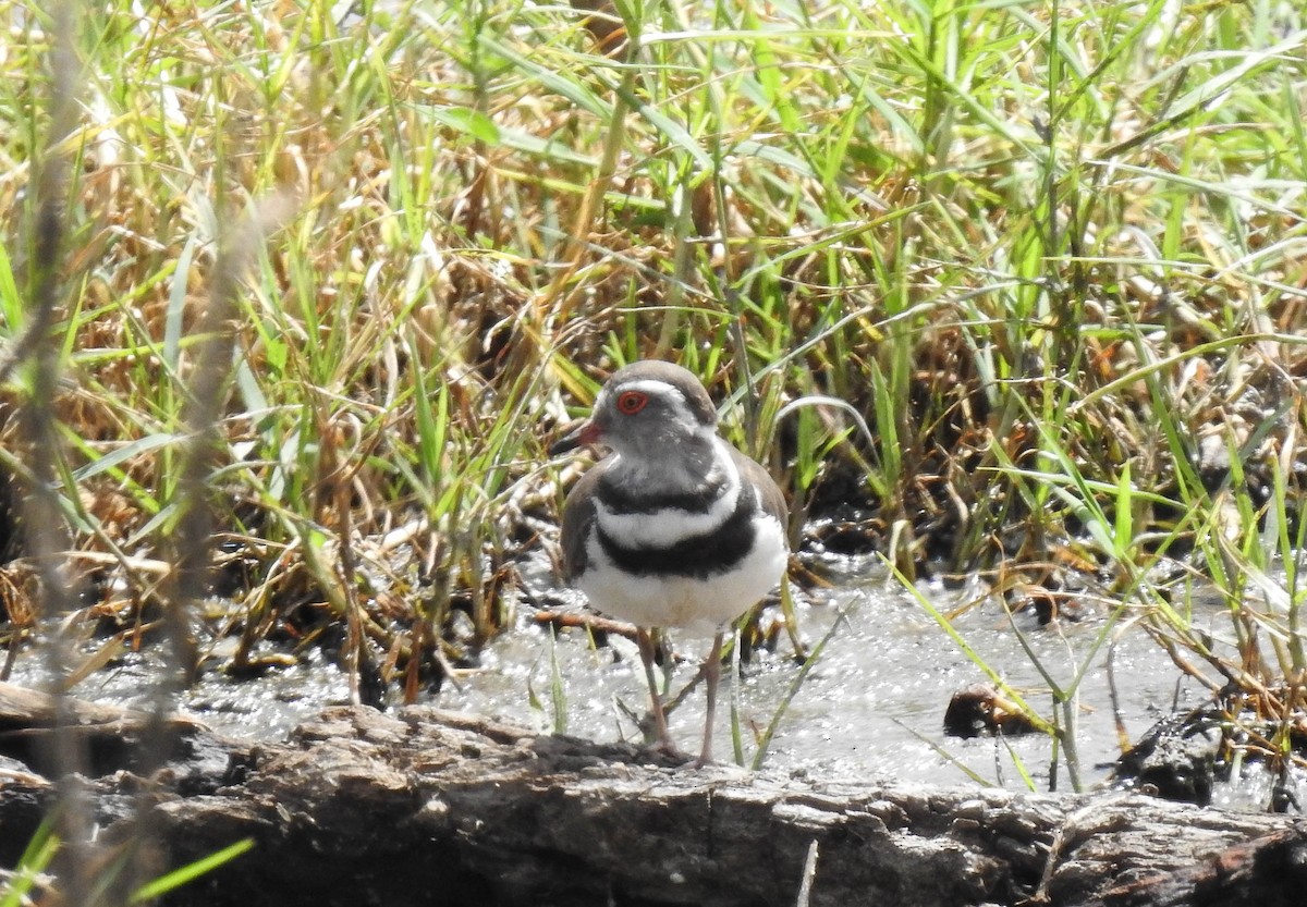 Three-banded Plover - ML130258121