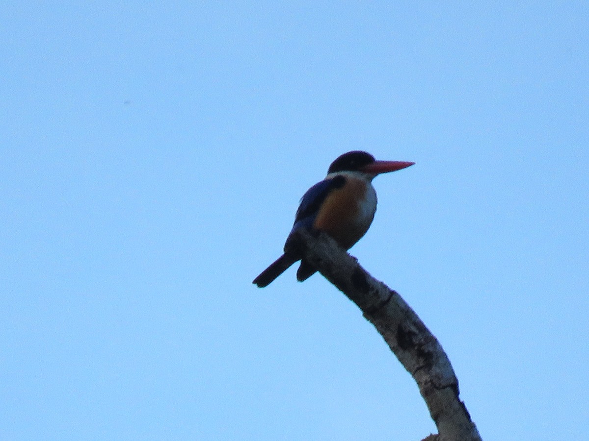 Black-capped Kingfisher - Jack Noordhuizen