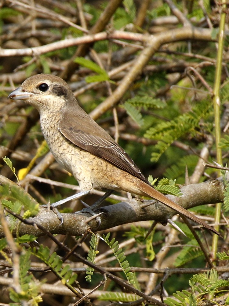 Brown Shrike - Subhadra Devi